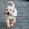 Puppy + Stick